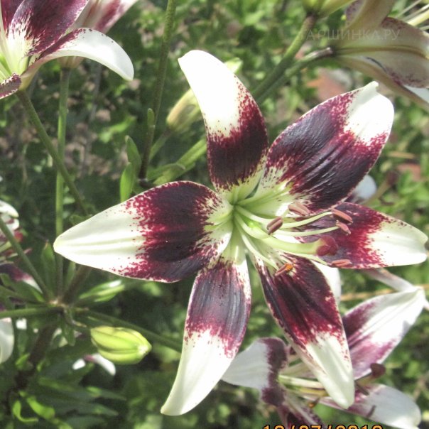 превью изображения отзыва