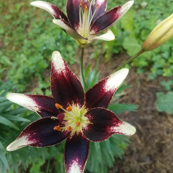 превью изображения отзыва