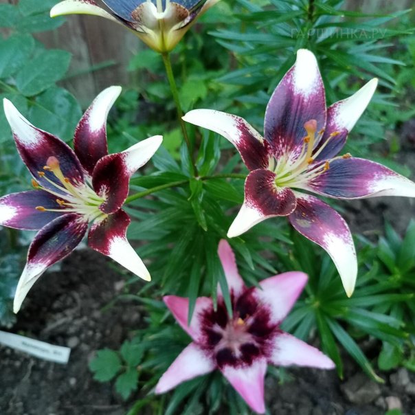 превью изображения отзыва