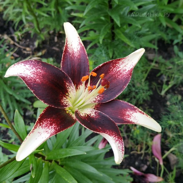 превью изображения отзыва