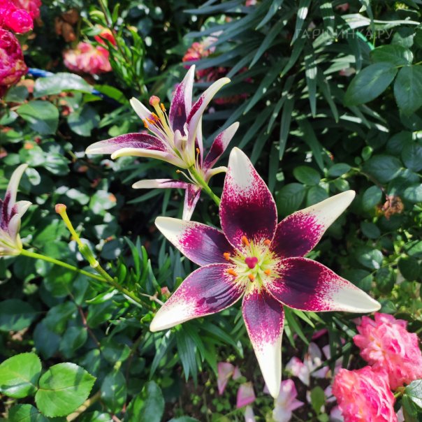 превью изображения отзыва