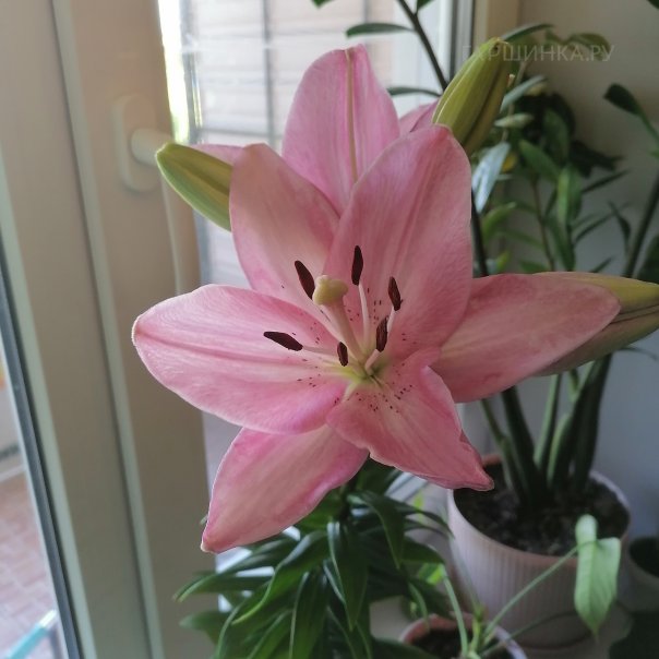 превью изображения отзыва