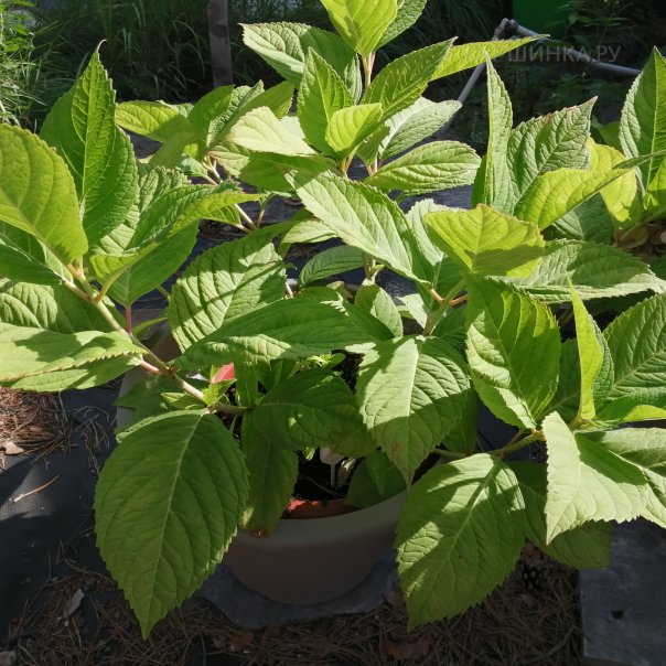 превью изображения отзыва