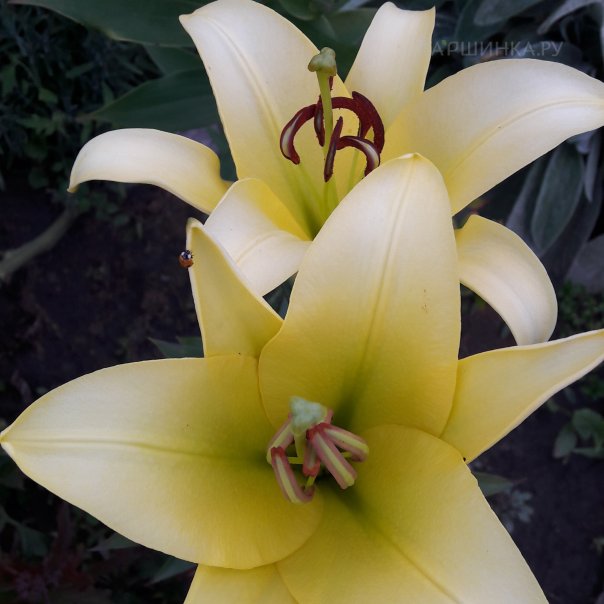 превью изображения отзыва