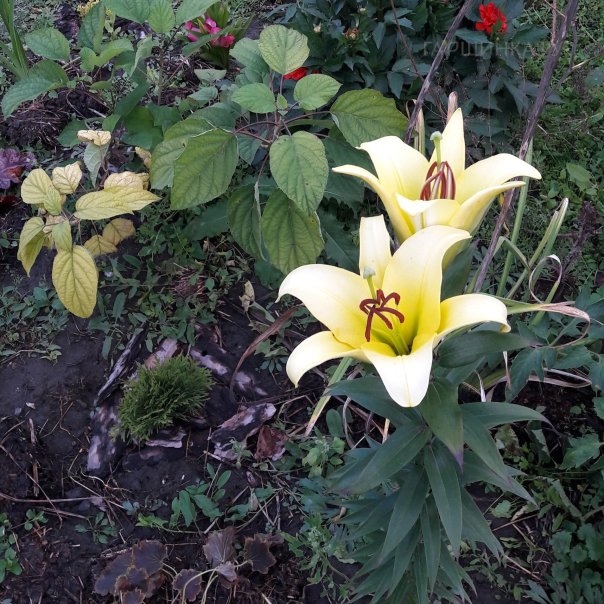 превью изображения отзыва