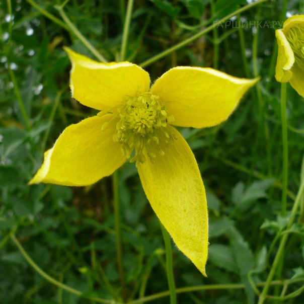 превью изображения отзыва