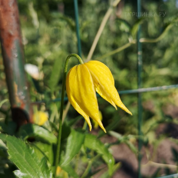 превью изображения отзыва