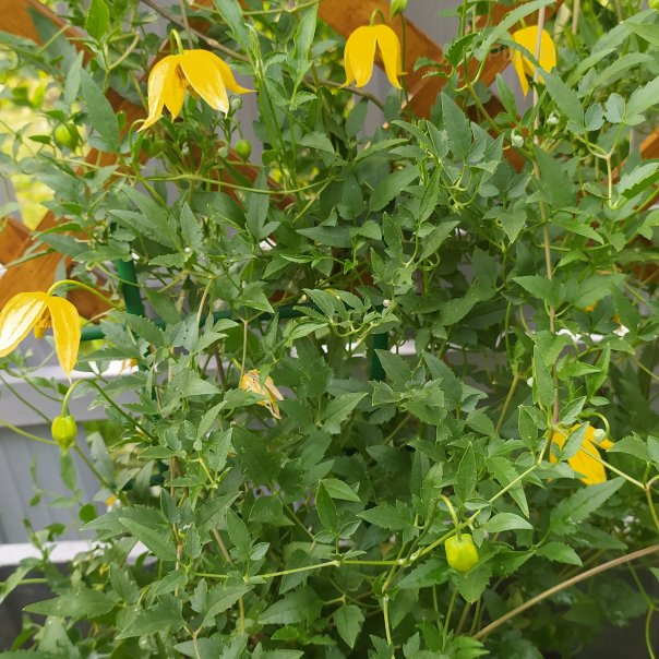 превью изображения отзыва