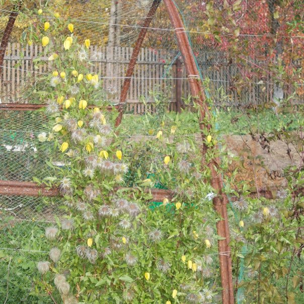 превью изображения отзыва