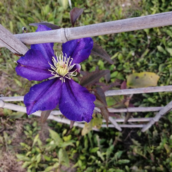 превью изображения отзыва