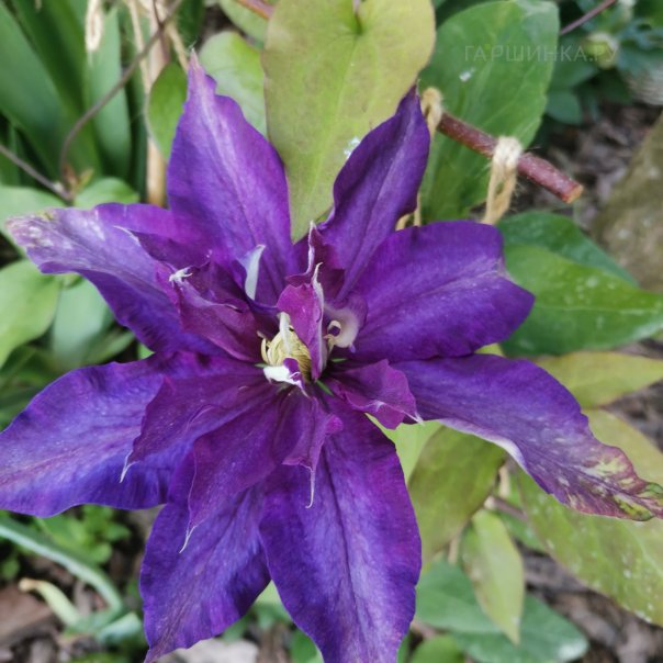 превью изображения отзыва