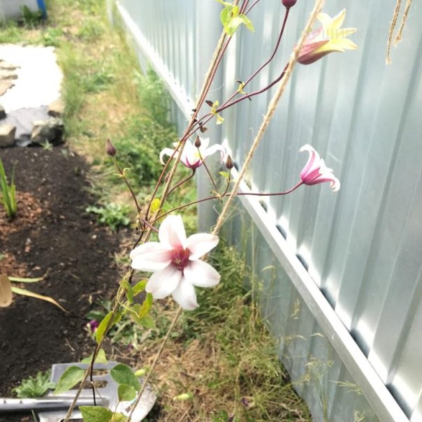 превью изображения отзыва