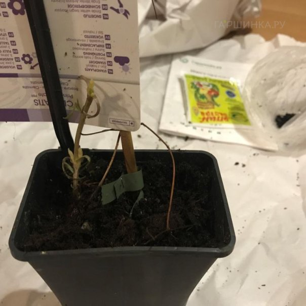 превью изображения отзыва