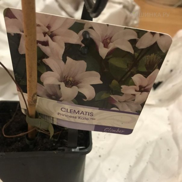 превью изображения отзыва