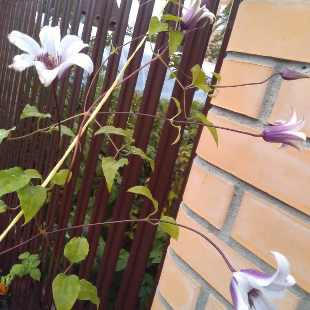 превью изображения отзыва