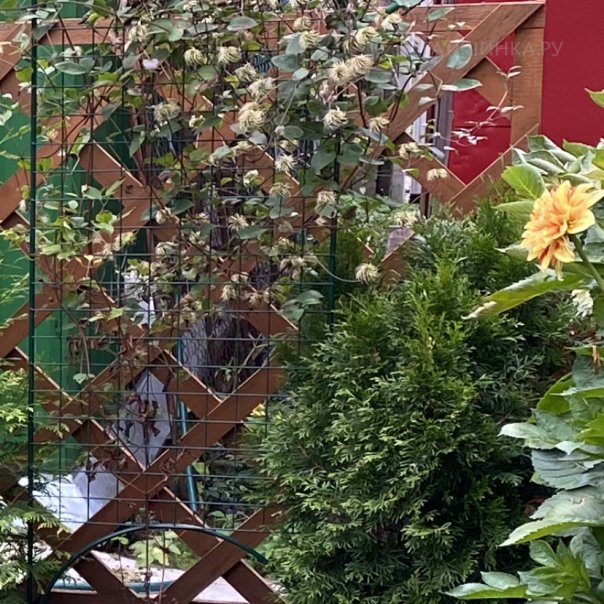 превью изображения отзыва