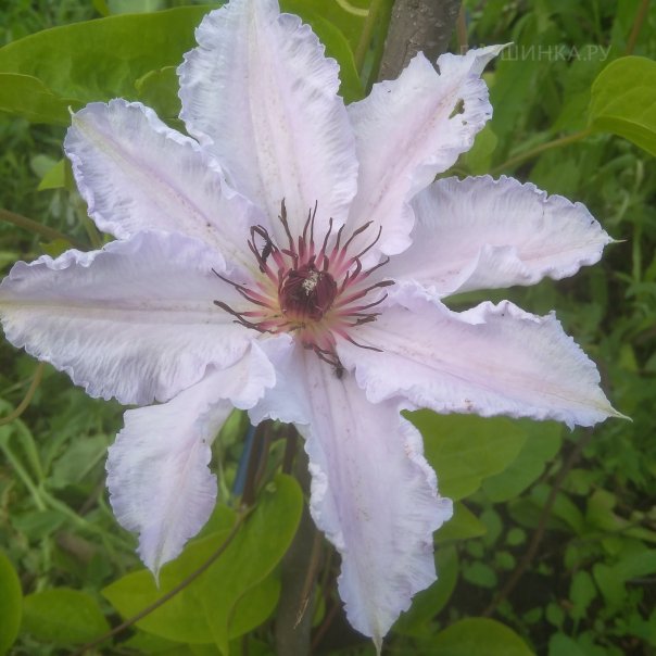 превью изображения отзыва