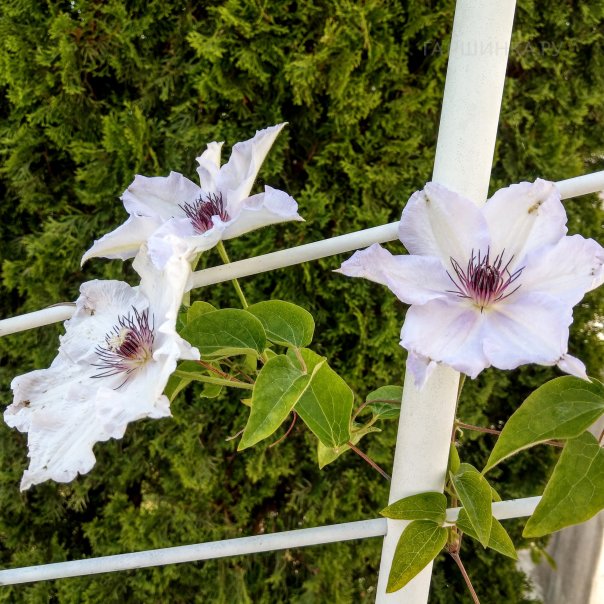 превью изображения отзыва