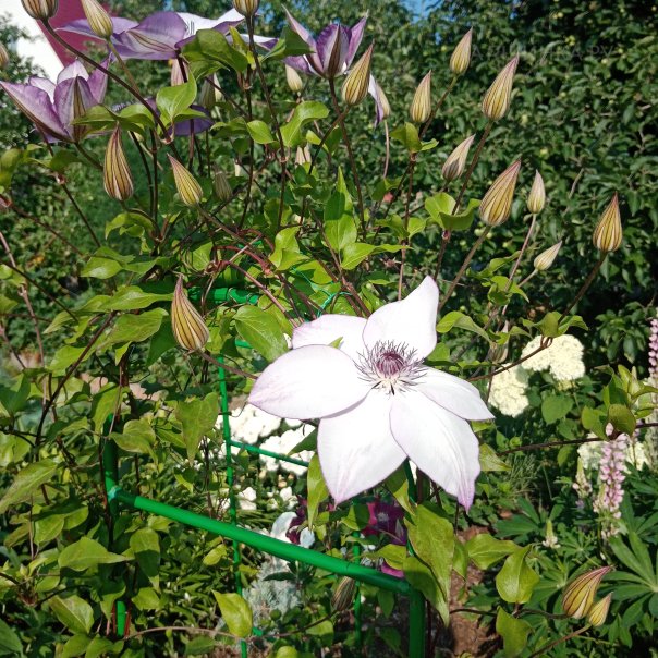 превью изображения отзыва