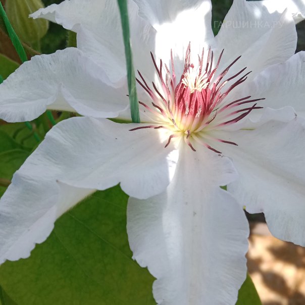 превью изображения отзыва