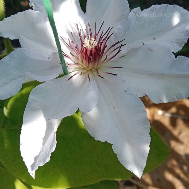 превью изображения отзыва