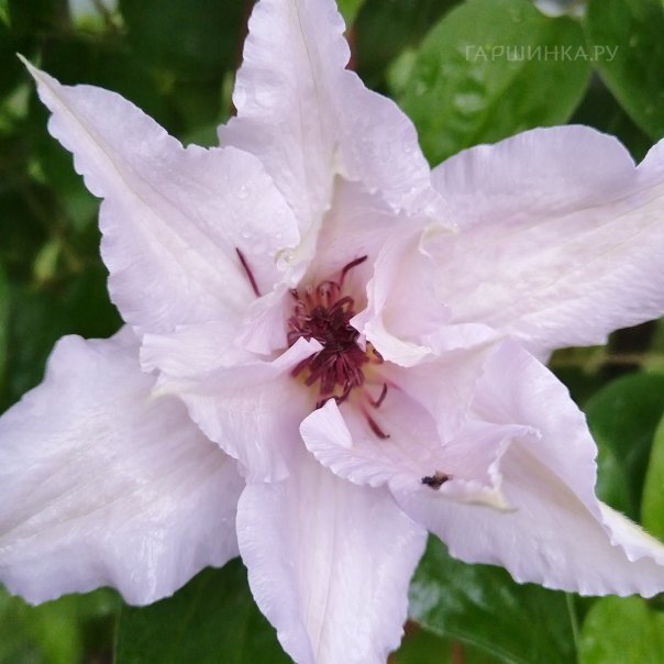 превью изображения отзыва