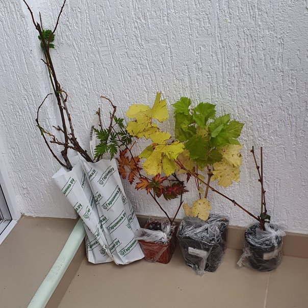 превью изображения отзыва