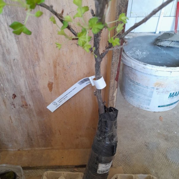 превью изображения отзыва