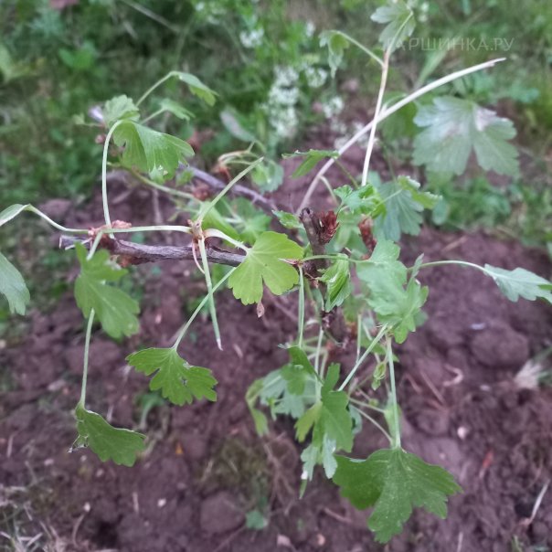 превью изображения отзыва