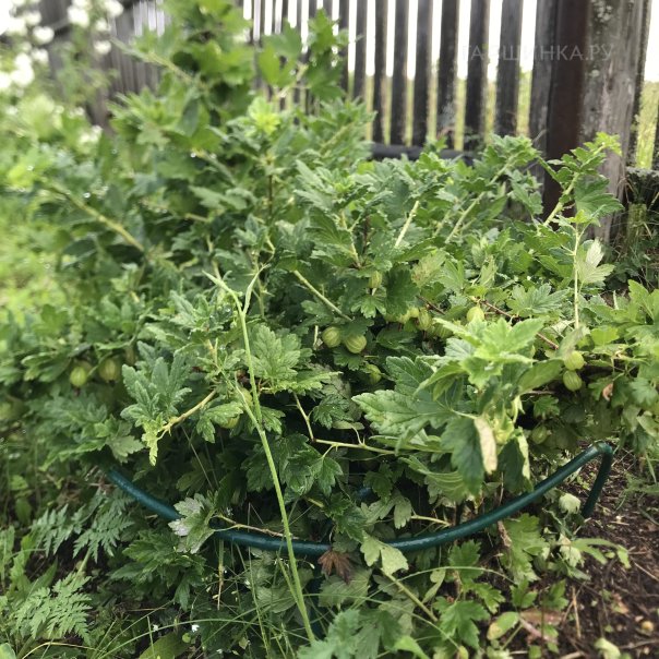 превью изображения отзыва