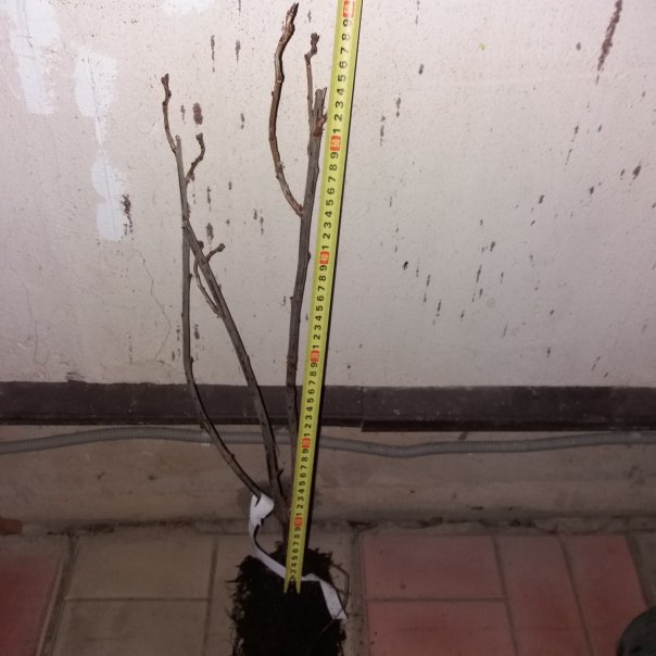 превью изображения отзыва