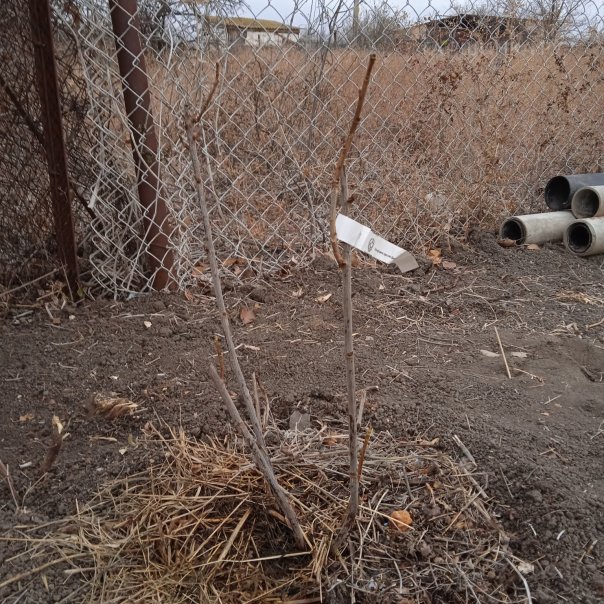 превью изображения отзыва