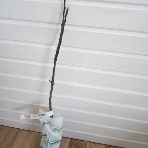 превью изображения отзыва