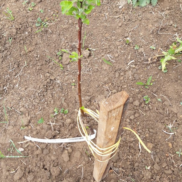 превью изображения отзыва