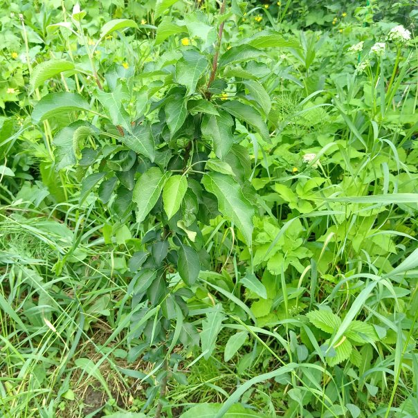 превью изображения отзыва