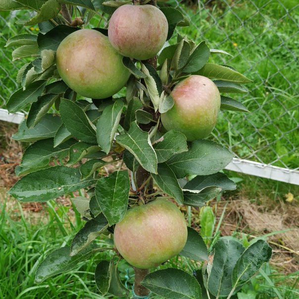 превью изображения отзыва