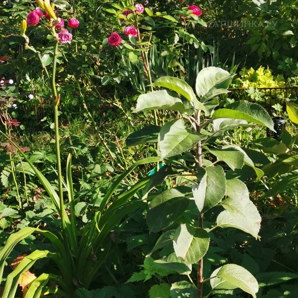 превью изображения отзыва