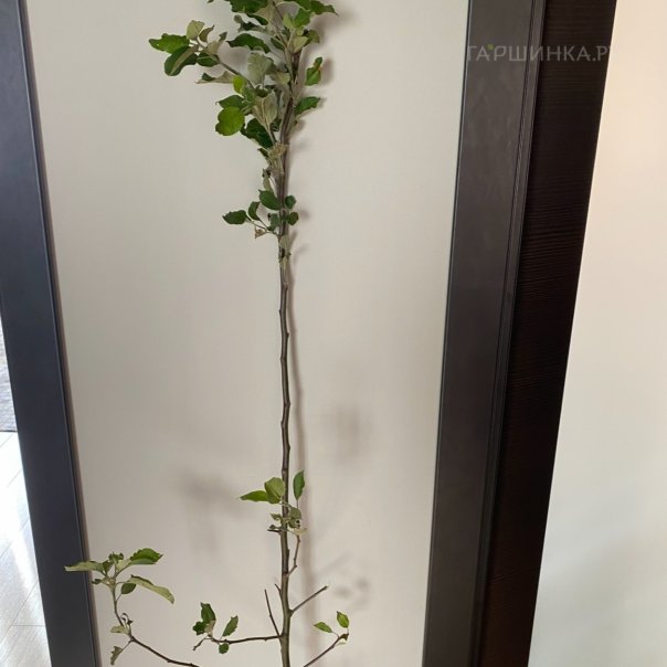 превью изображения отзыва