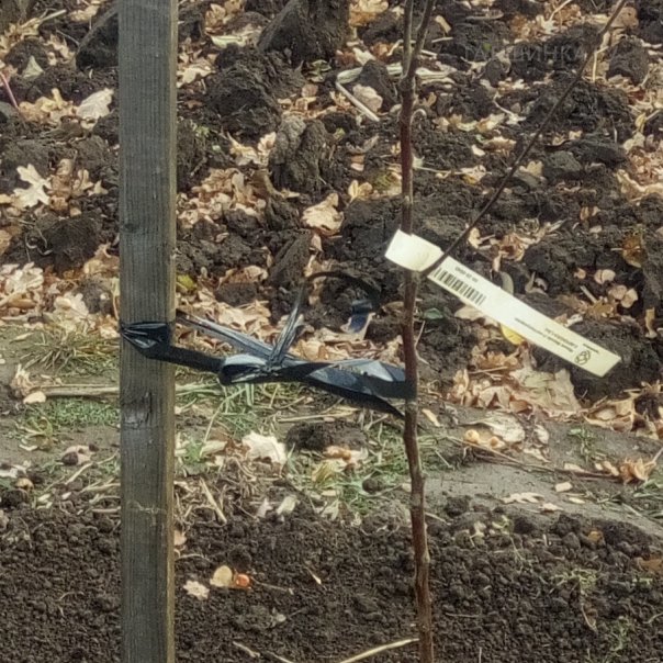 превью изображения отзыва