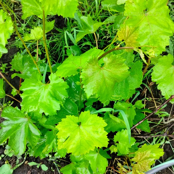 превью изображения отзыва