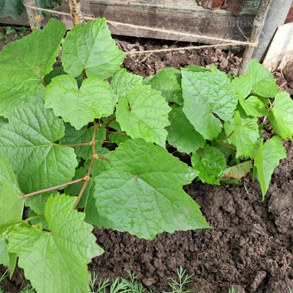 превью изображения отзыва