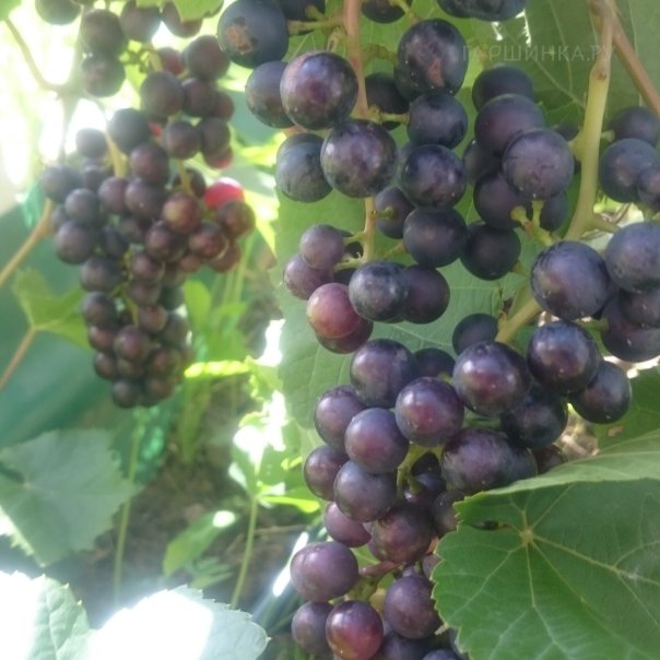 превью изображения отзыва