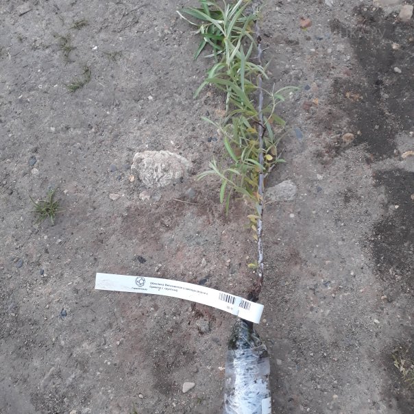 превью изображения отзыва