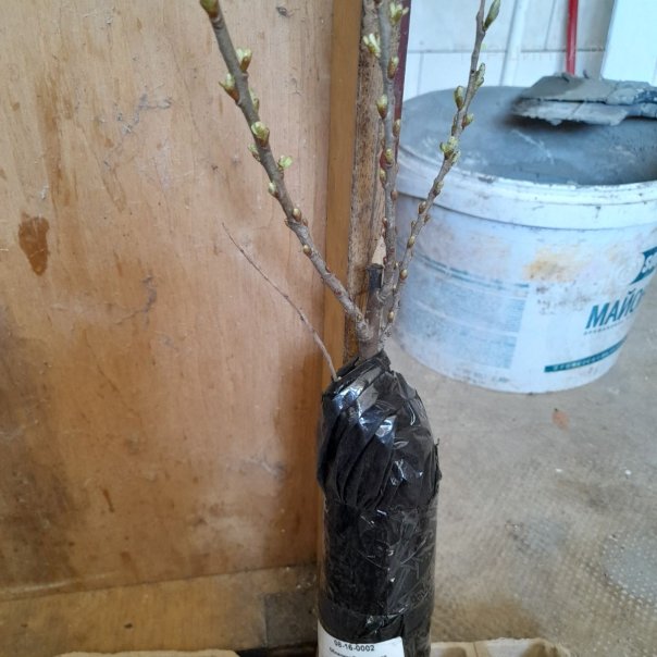 превью изображения отзыва