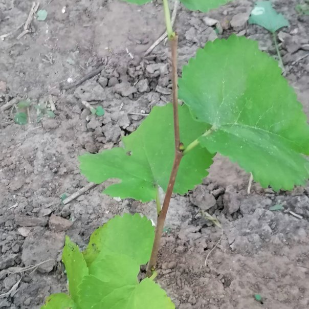 превью изображения отзыва