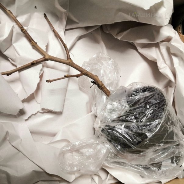 превью изображения отзыва