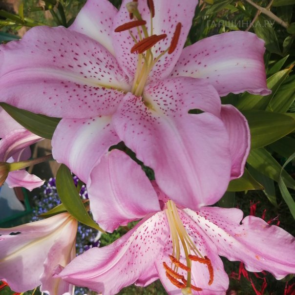 превью изображения отзыва