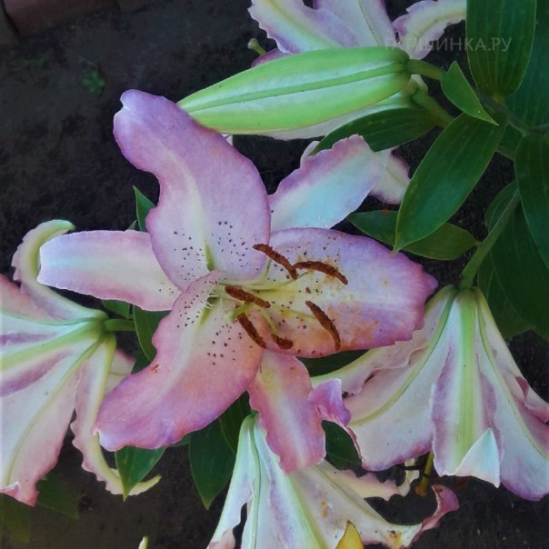 превью изображения отзыва