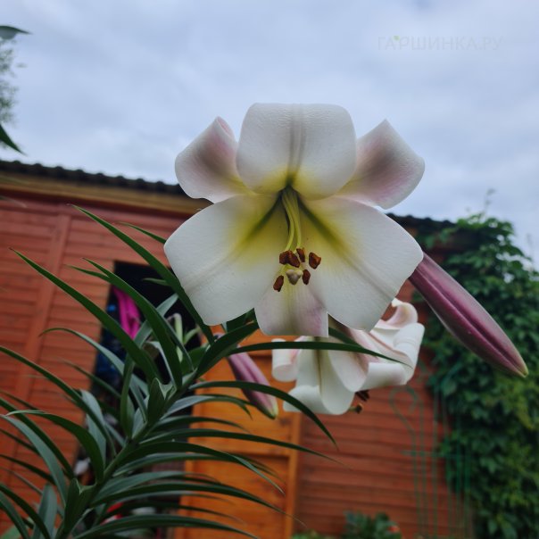 превью изображения отзыва