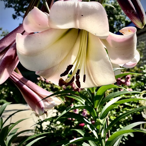 превью изображения отзыва